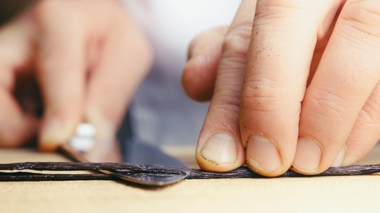 Vanille wird als Zutat für das Eis extrahiert.